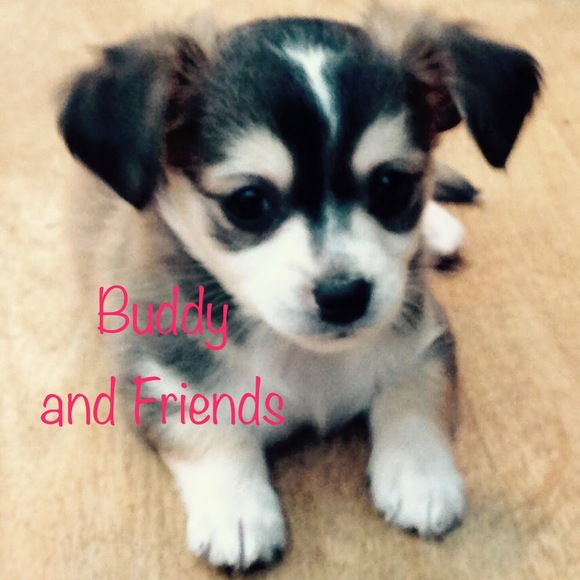buddyandfriends